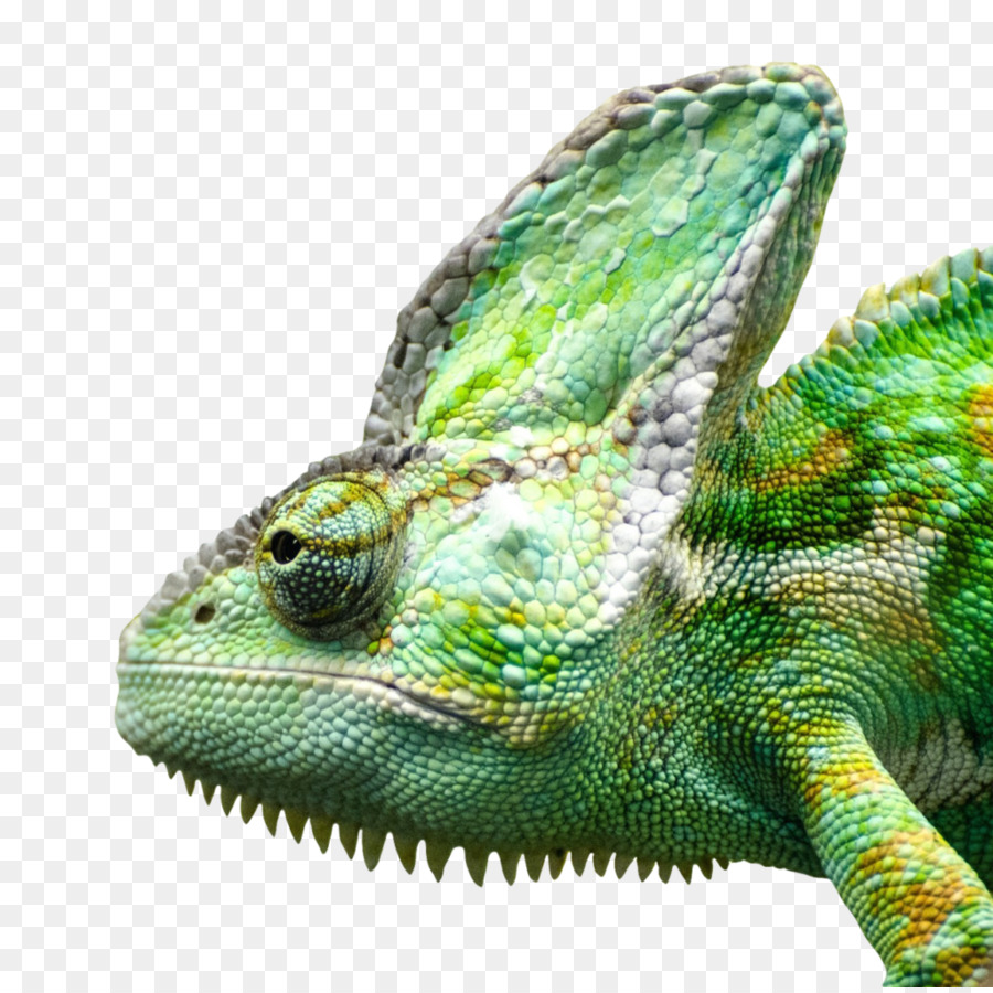 Lagarto，Reptiles PNG