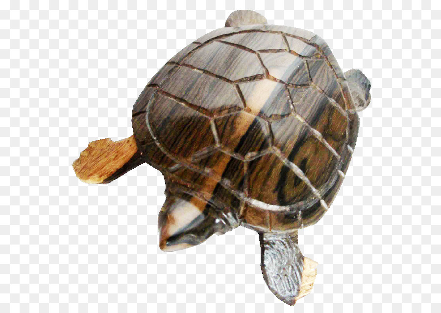 Las Tortugas De Caja，Tortuga PNG