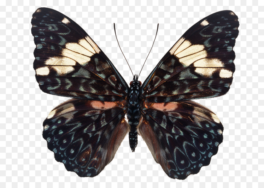 Mariposa，Julia Butterfly PNG