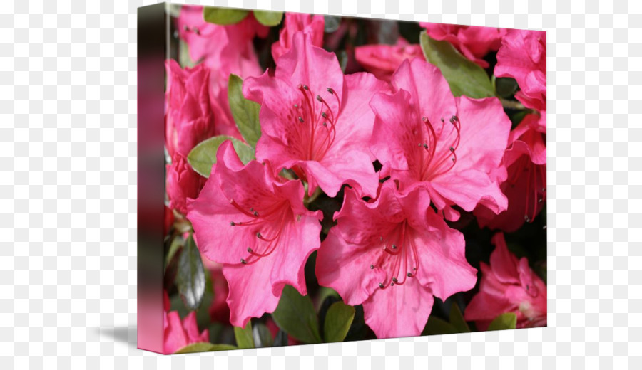 Azalea，Cuatro O Clocks PNG