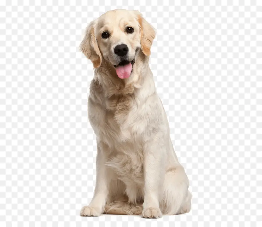 Golden Retriever，Cachorro PNG