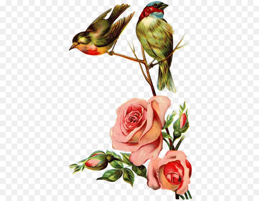 Pájaros Y Rosas，Flores PNG