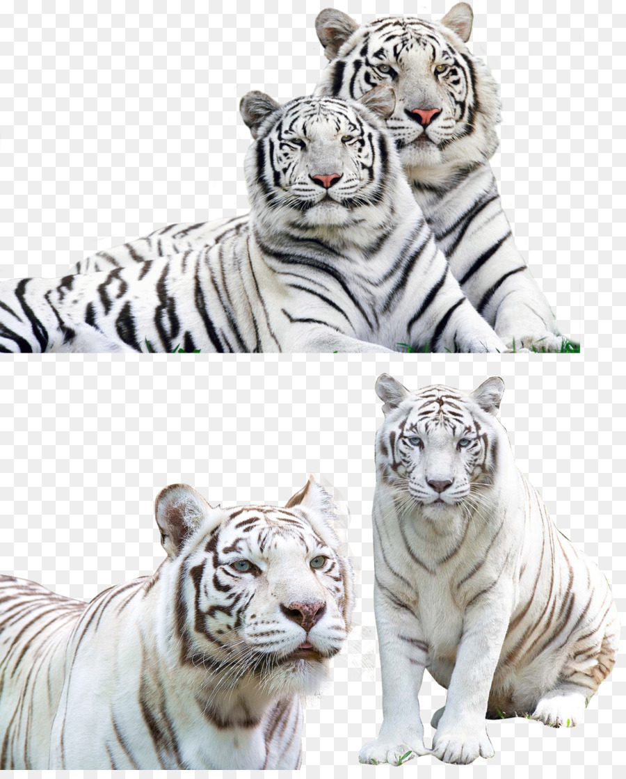 Tigre，Jaguar PNG