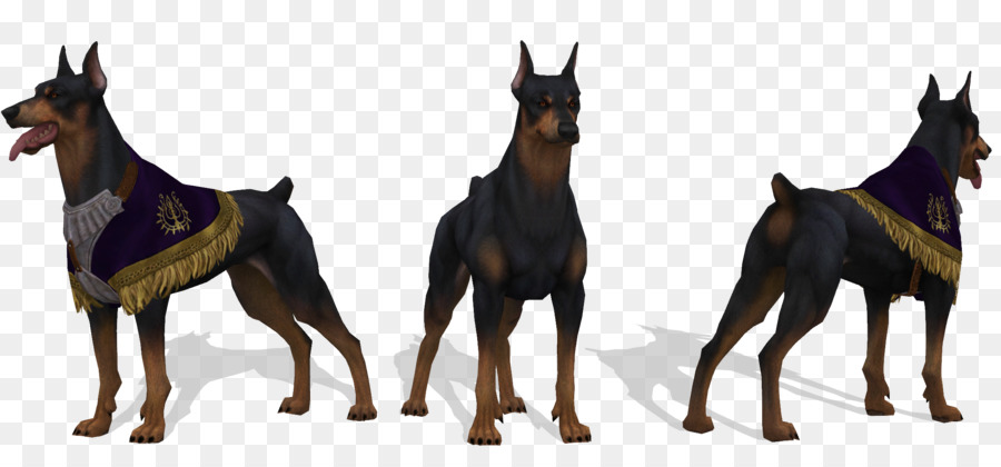 Dobermann，Bendiga En Línea PNG