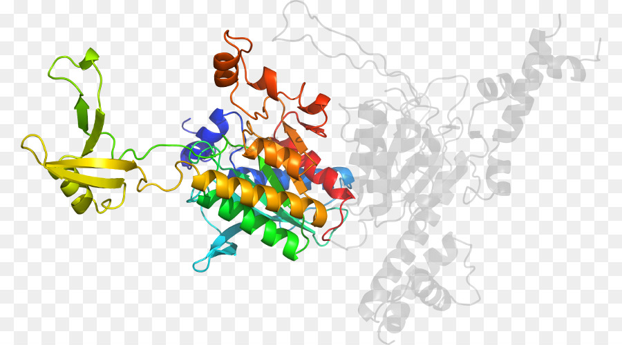 Estructura De La Proteína，Molécula PNG