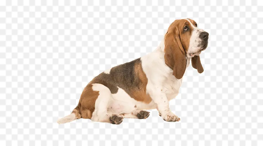 Perro，Mascota PNG