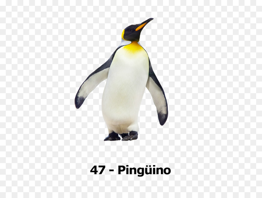 Pingüino，Pájaro PNG