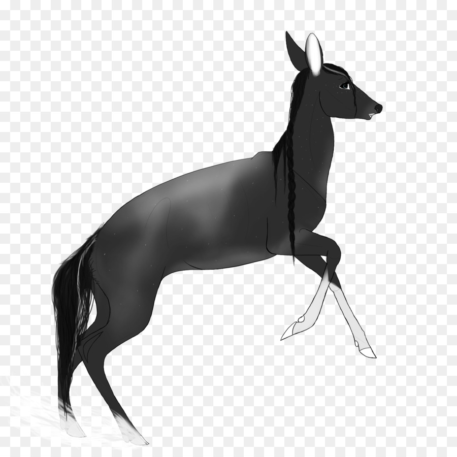 Lebrel Italiano，Greyhound PNG