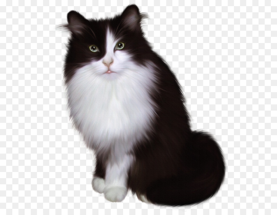 Gatito Blanco Y Negro，Gato PNG