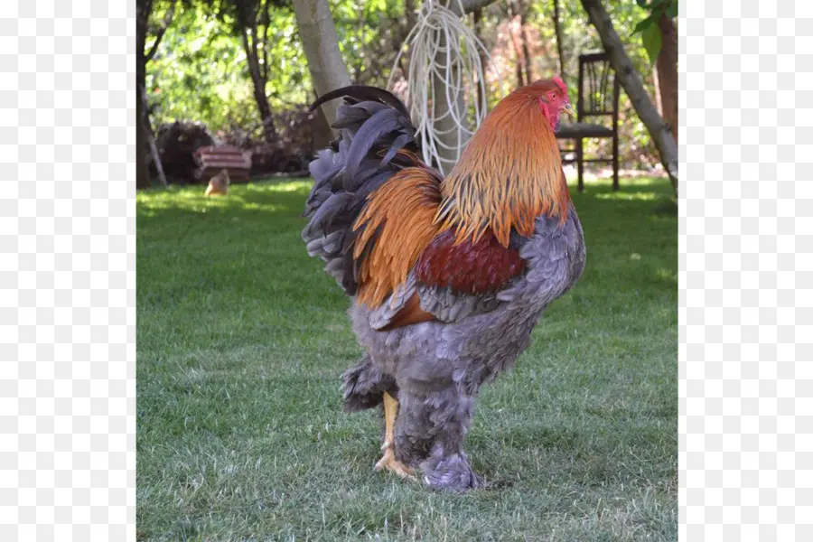 Rooster，Brahma Pollo PNG