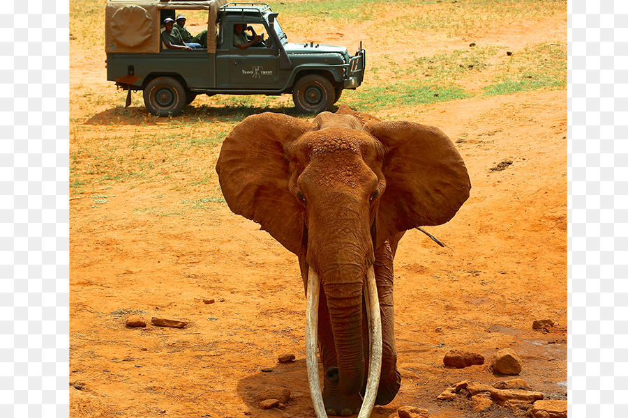 Elefante Indio，El Elefante Africano PNG