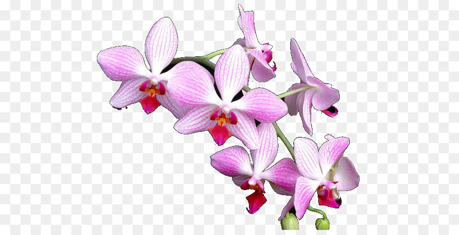 Orquídea Rosa，Floración PNG