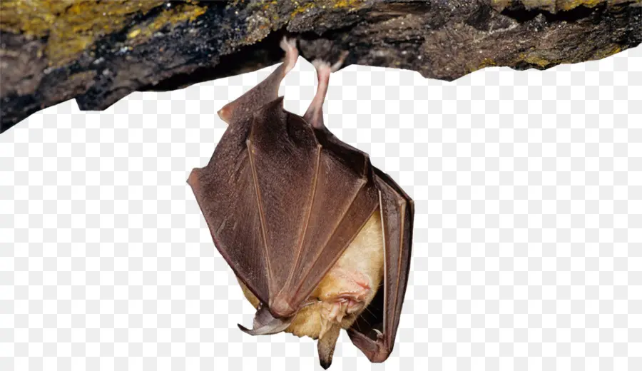 Bat，Mayor Murciélago De Herradura PNG