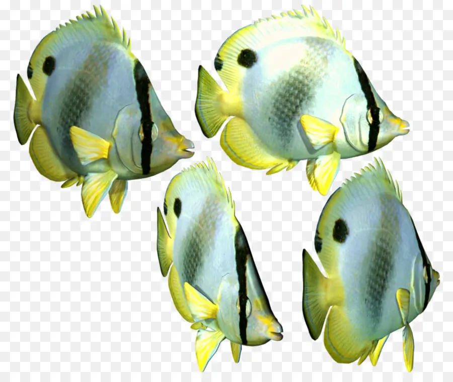 ángel，Peces Tropicales PNG