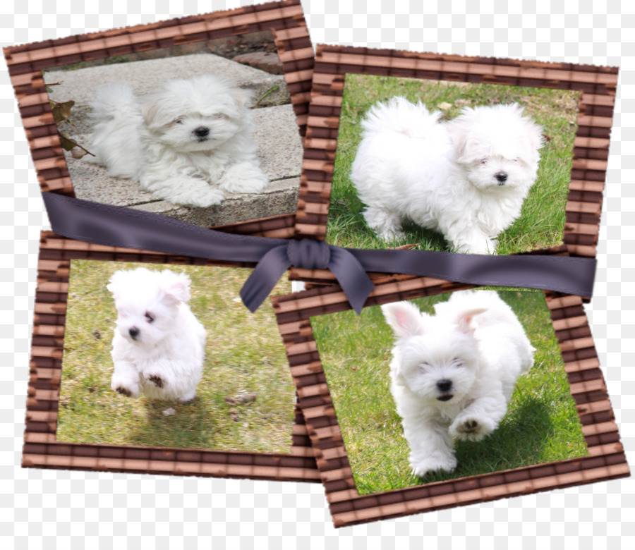 Raza De Perro，West Highland White Terrier PNG