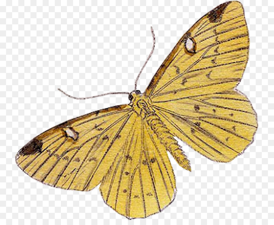 Polilla，Mariposa PNG