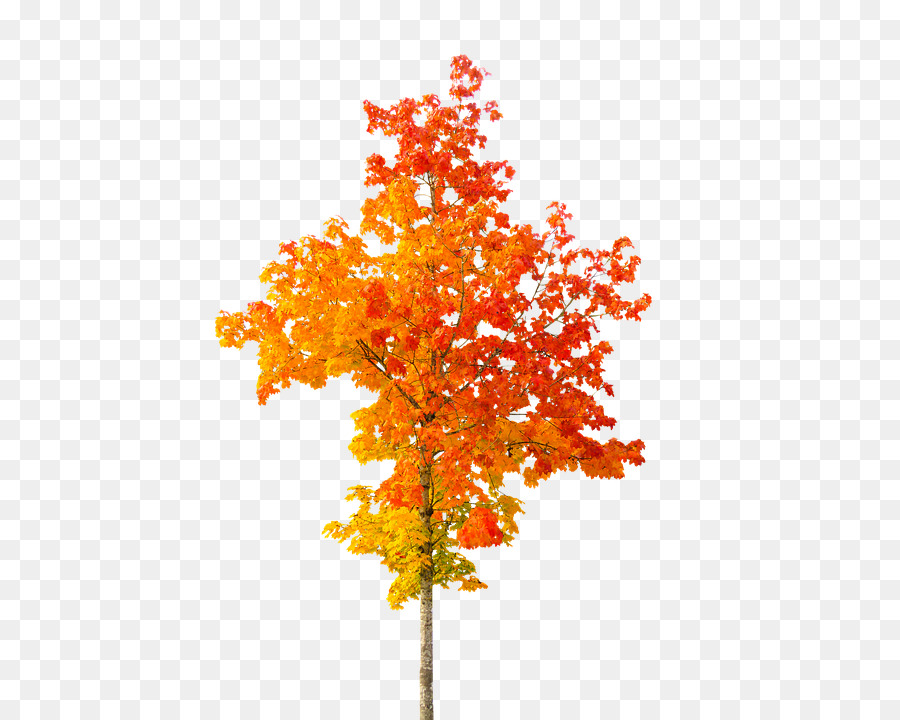 árbol De Otoño，Hojas PNG