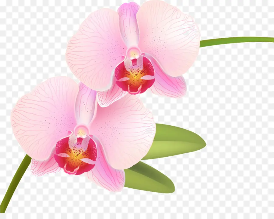 Orquídea，Flor PNG