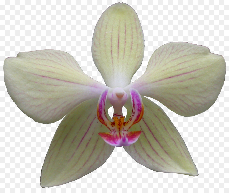 Orquídea Blanca，Floración PNG