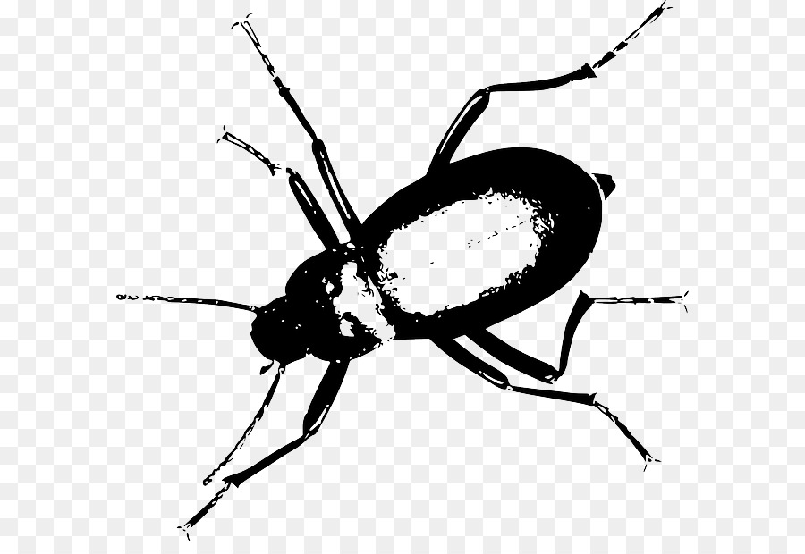 Escarabajo Oscuro，Iconos De Equipo PNG