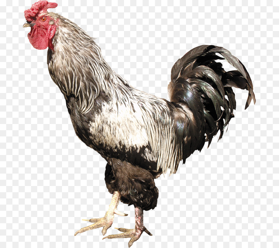 Denizli Pollo，Gallo PNG