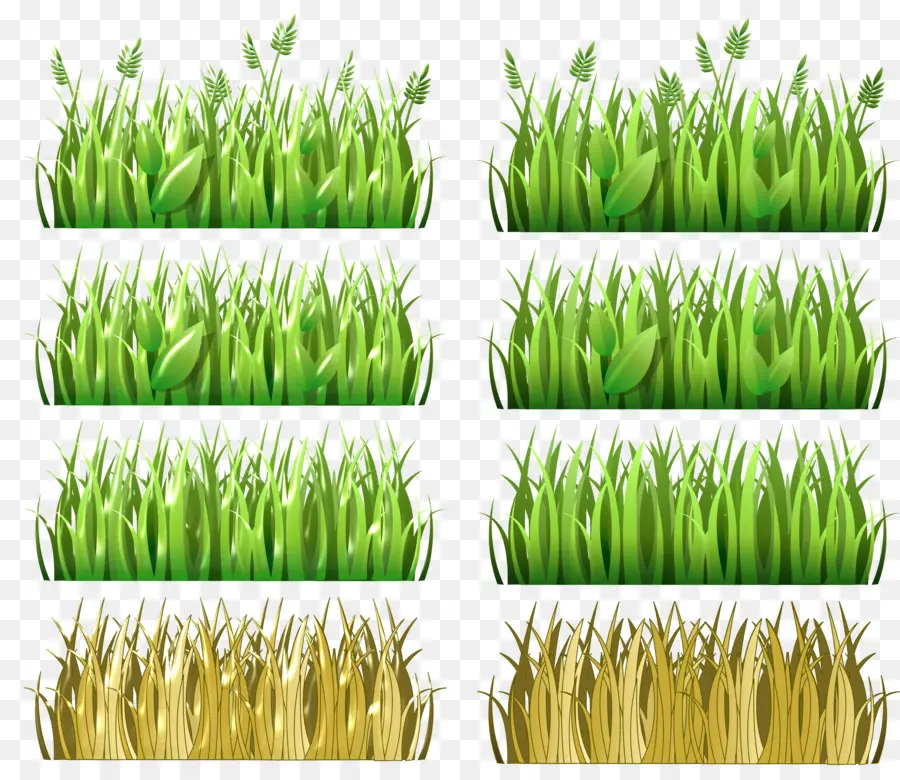 Wheatgrass，Vetiver PNG