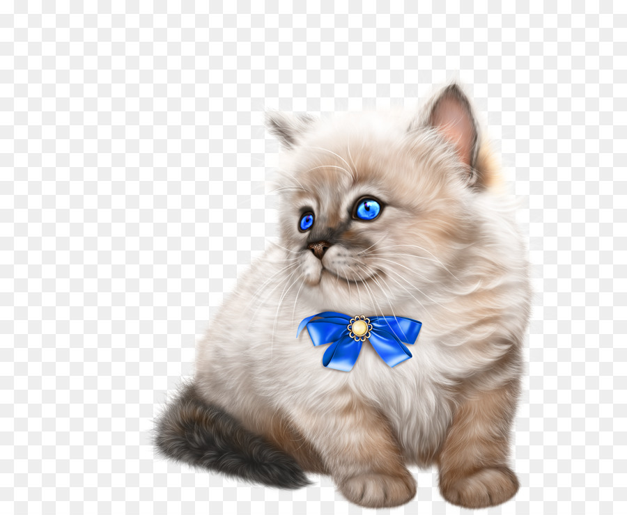 Gatito，Birman PNG