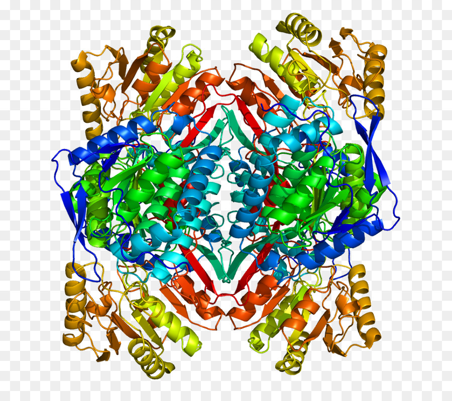 Estructura De La Proteína，Molécula PNG