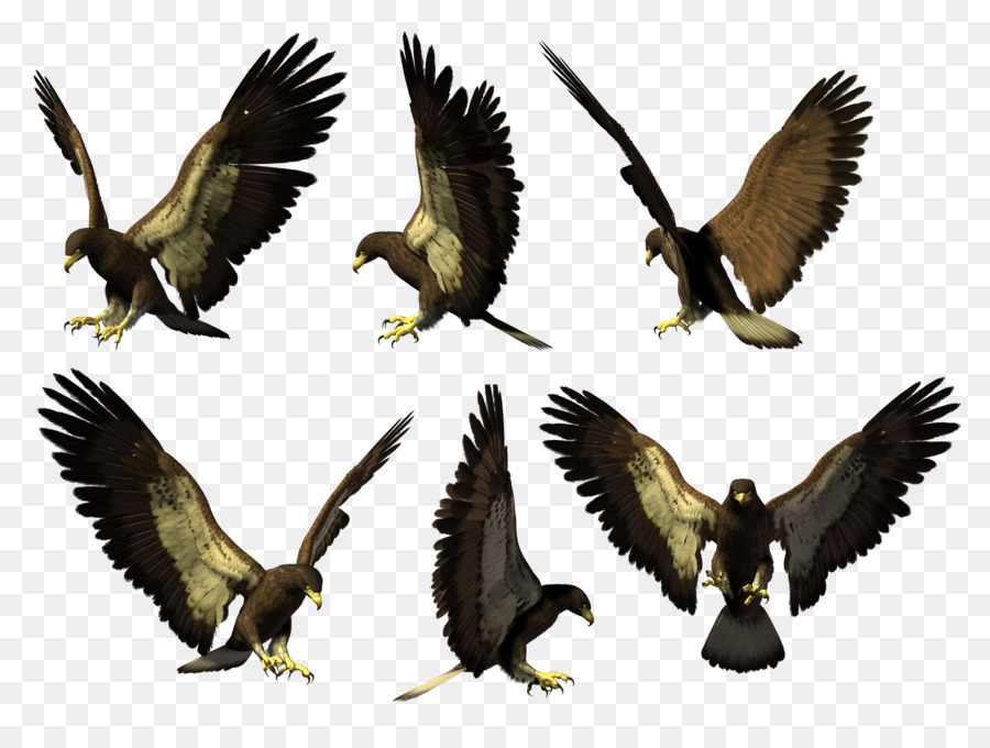 águila，Buzzard PNG