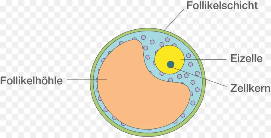 óvulo，Folículo Ovárico PNG