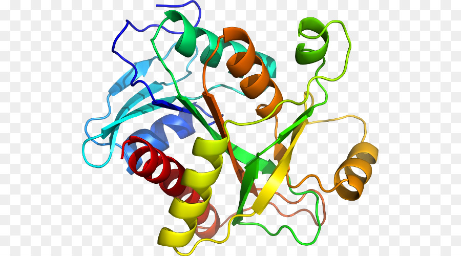 Estructura De La Proteína，Molécula PNG