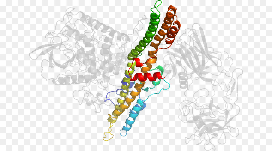 Estructura Proteica，Molécula PNG