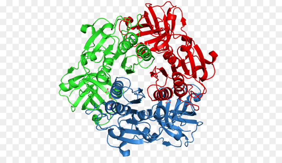 Estructura De La Proteína，Molécula PNG