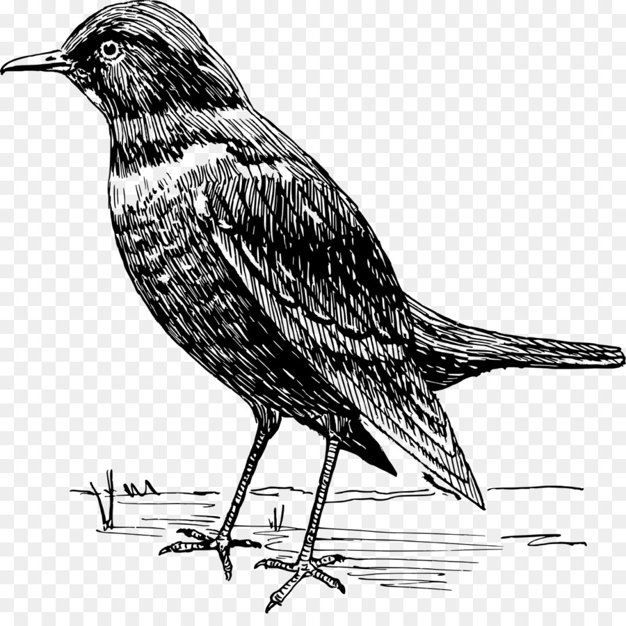 Dibujo De Aves，En Blanco Y Negro PNG