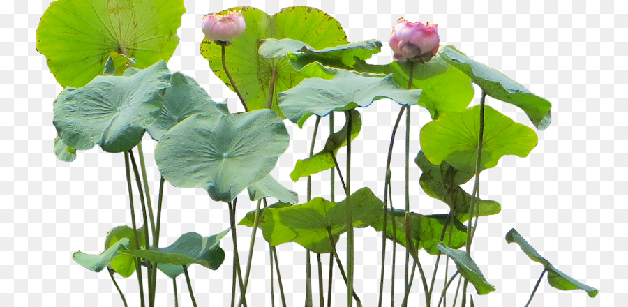 Flor，Plantas Acuáticas PNG