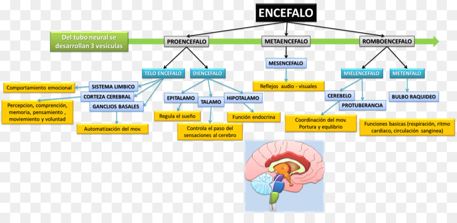 Diagrama Del Cerebro，Encéfalo PNG