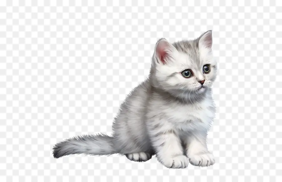 Gatito Blanco，Lindo PNG