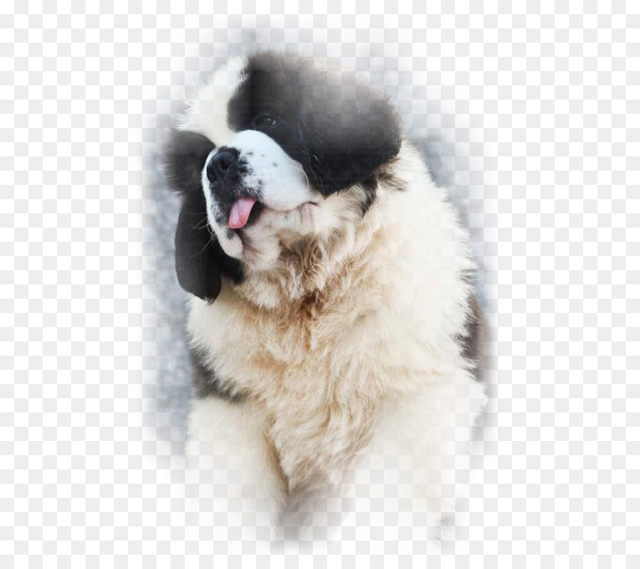 San Bernardo，Cachorro PNG