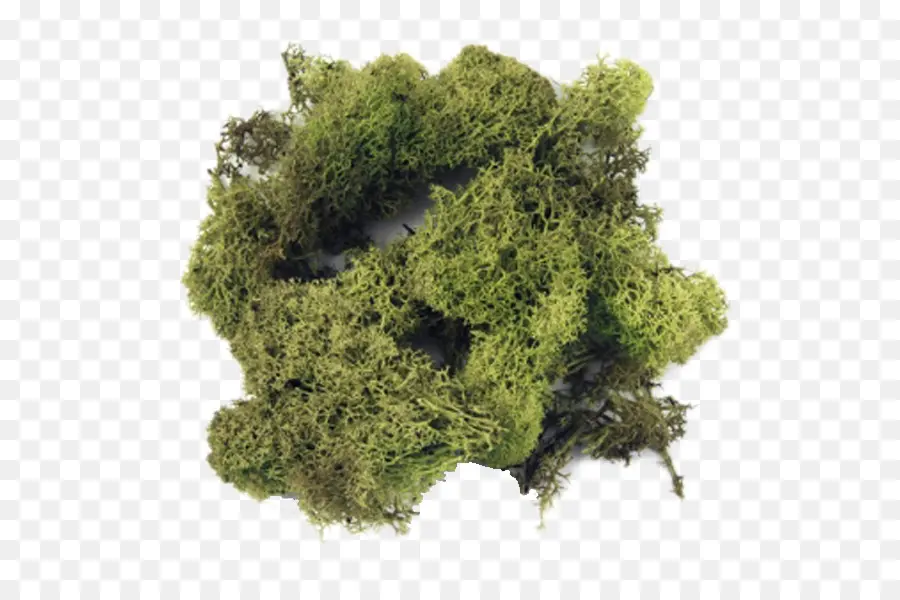 Moss，Musgo De Islandia PNG