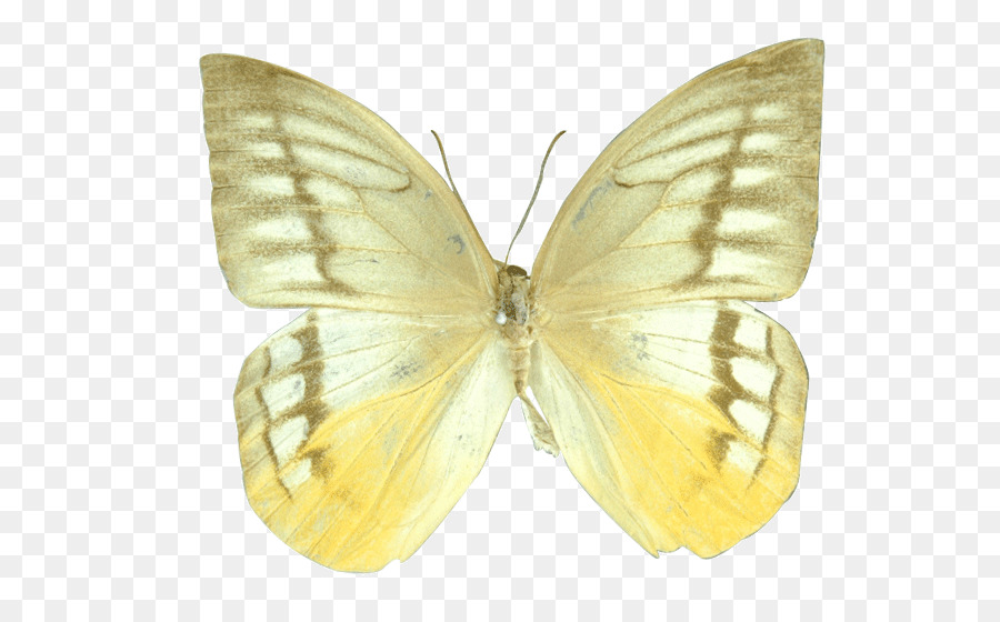 Mariposa Amarilla，Naturaleza PNG