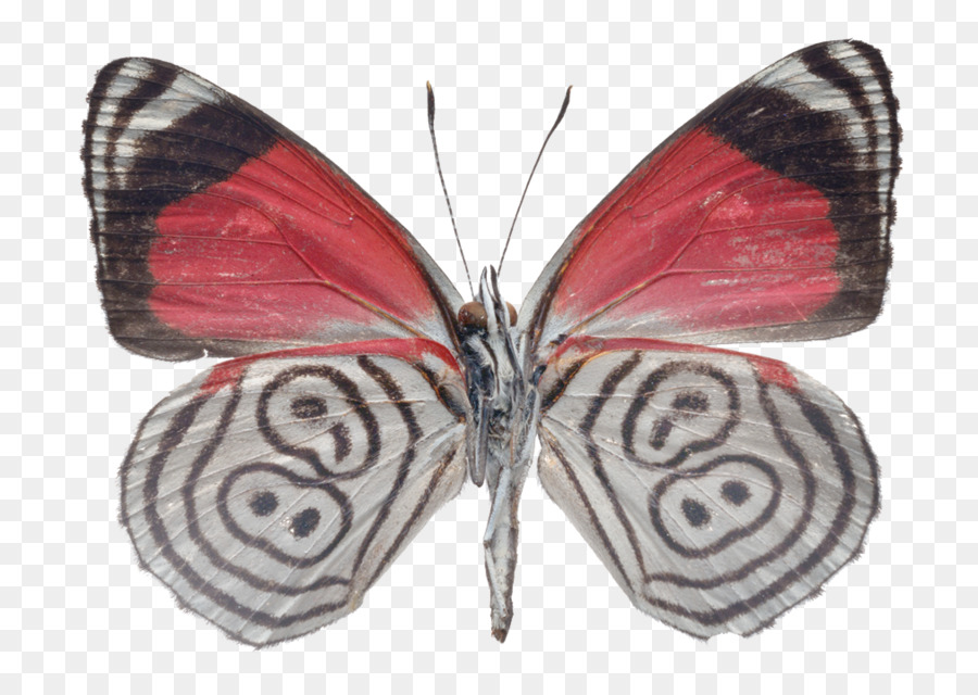 Mariposa，Dibujo PNG