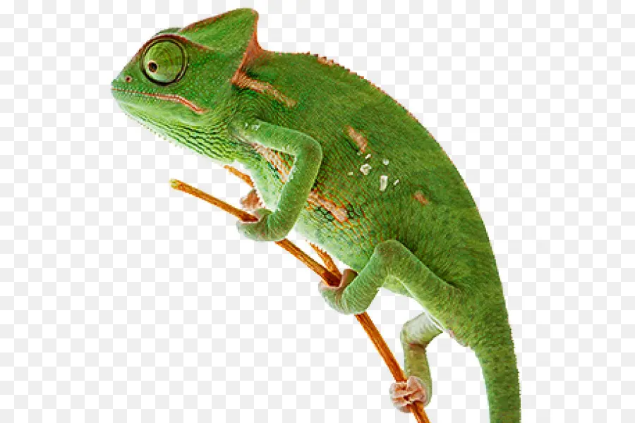 Chameleons，Lizard PNG