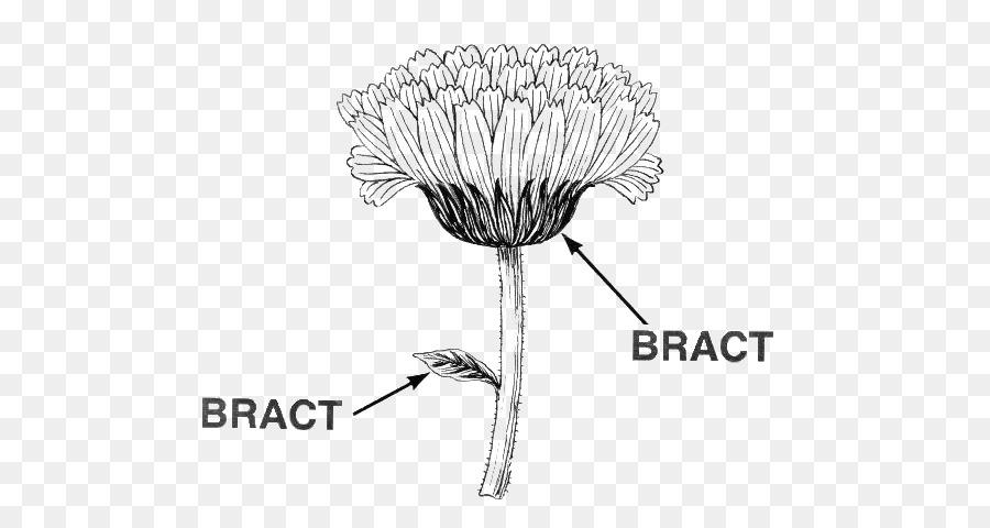 Bráctea，Hoja PNG