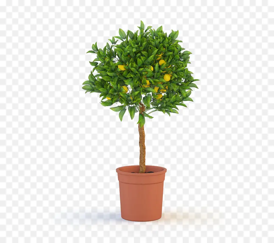 Ficus Microcarpa，Ficus Benjamina PNG