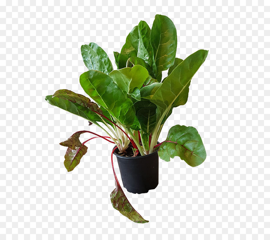 La Albahaca，Una Fotografía De Stock PNG