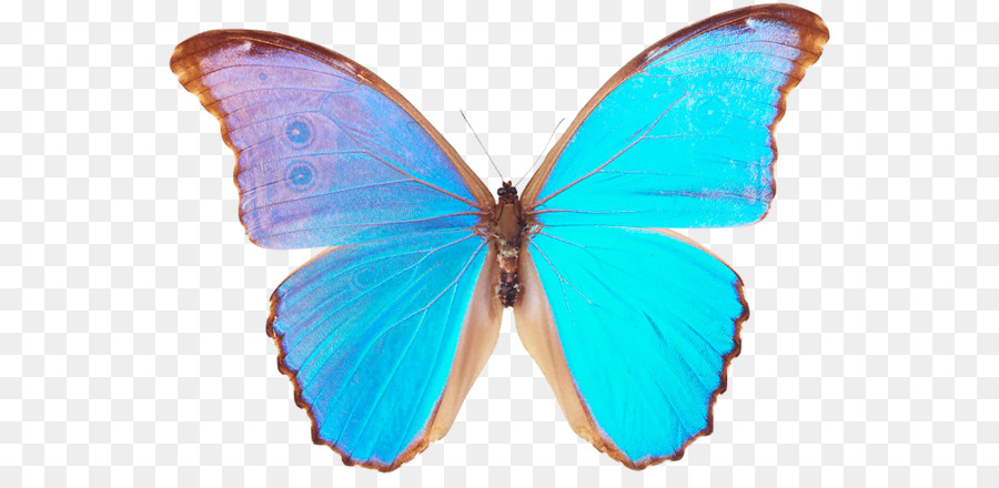 Mariposa，Menelao Morfo Azul PNG