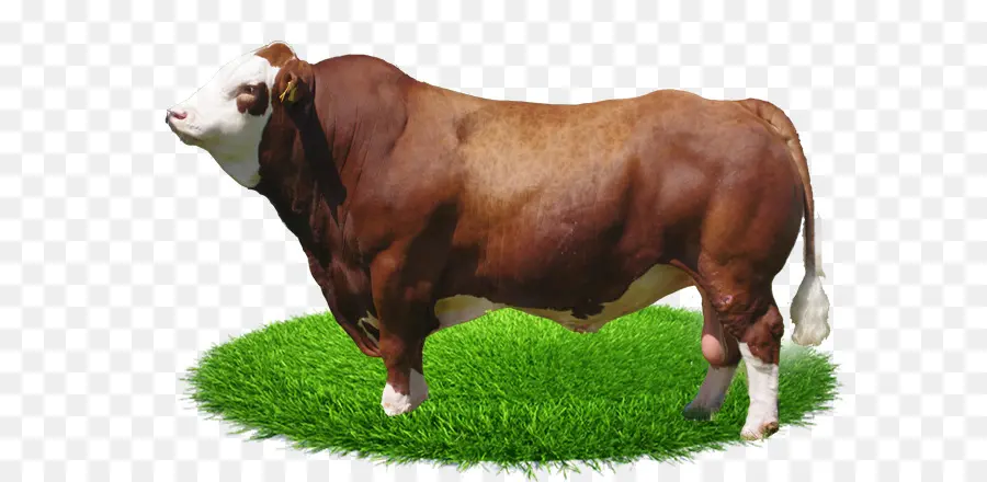 Toro，Fleckvieh PNG