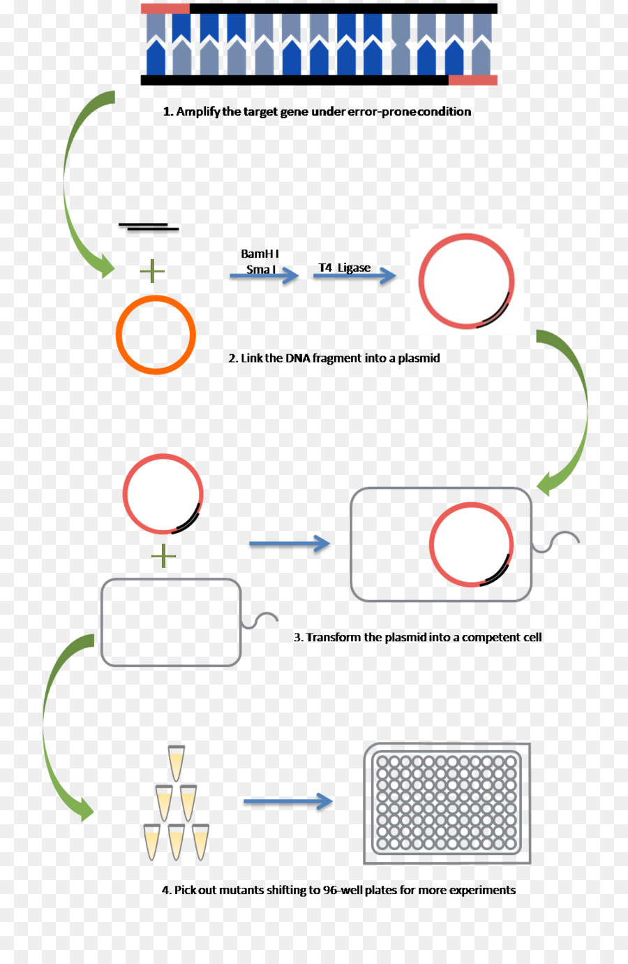 Amplificación De Adn，Plásmido PNG