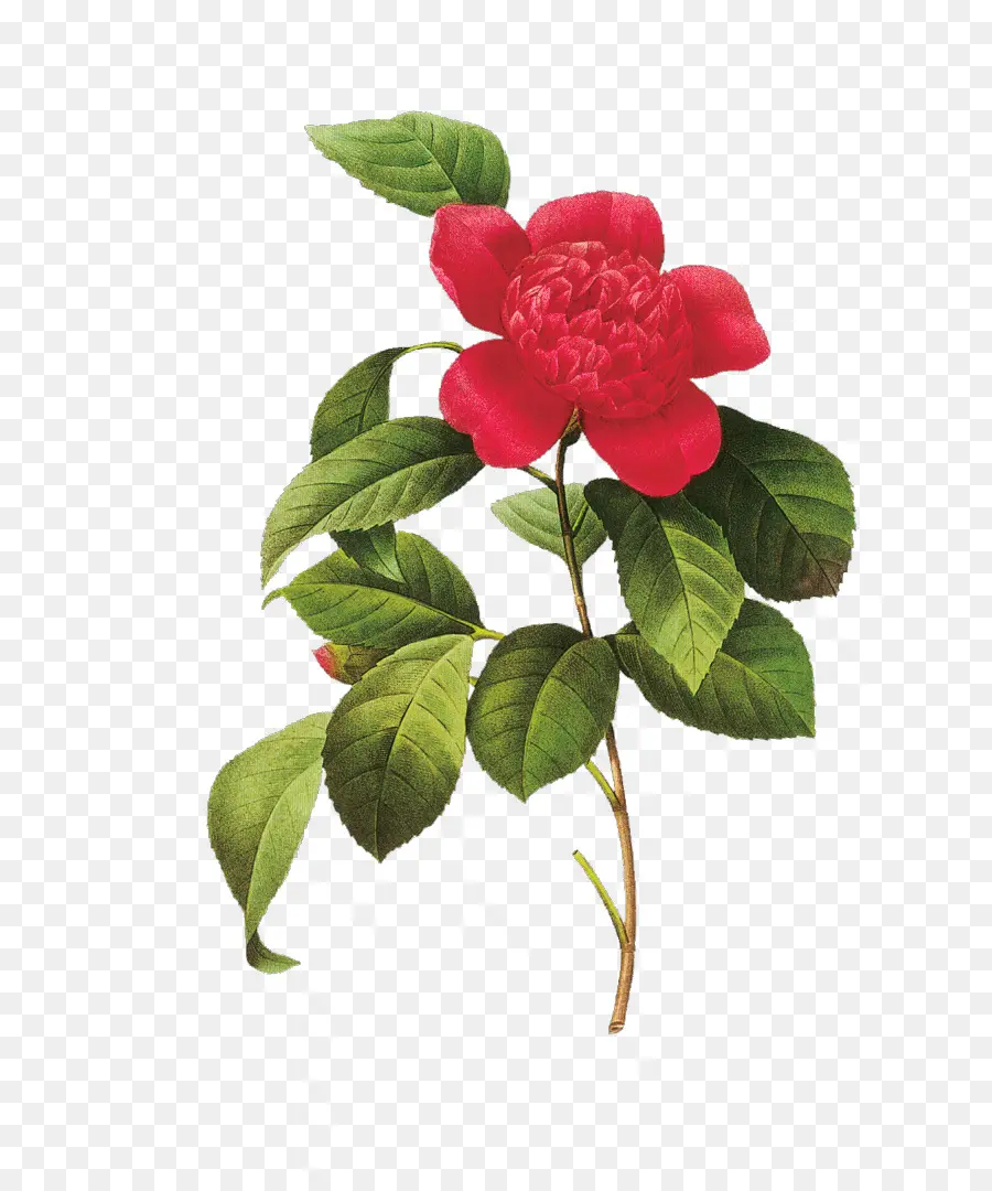 La Elección De Las Flores Más Hermosas，Flores PNG