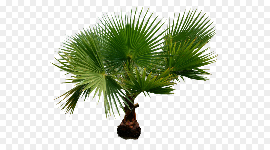 Palmera，Tropical PNG